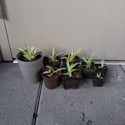 Spider Plants