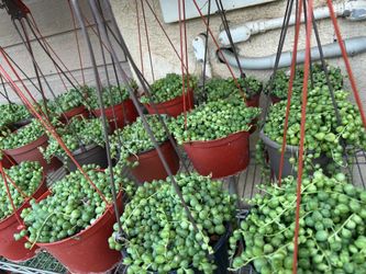 Hanging succulent 7$ each