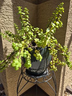 Live Plant, stand and ceramic pot