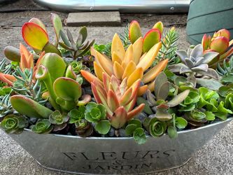 Succulents Plants Arrangement.