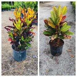 Croutons Plants 3 Gallons Landscaping 