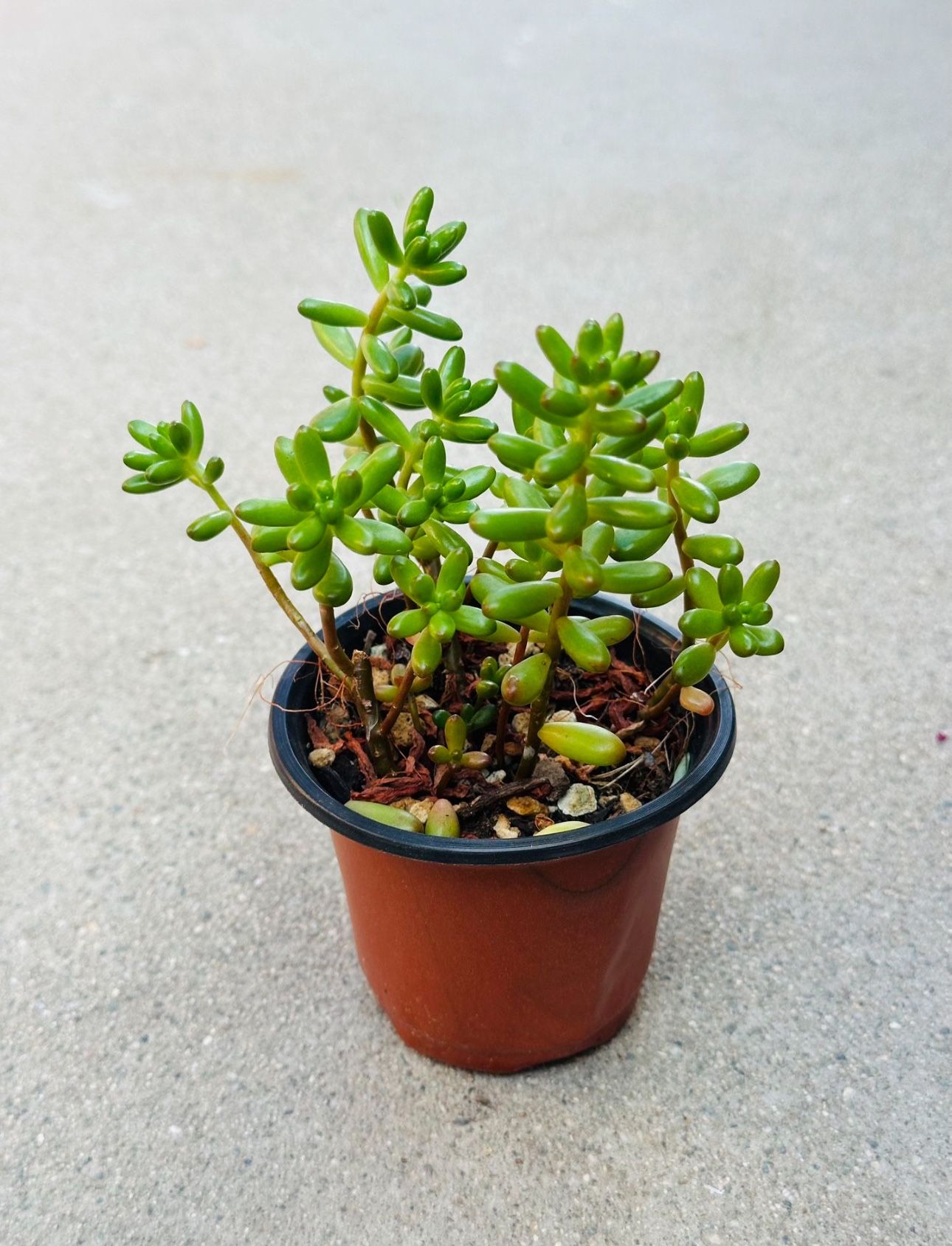 Succulents plants 🪴