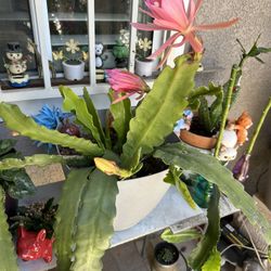 Orchid Cactus ( Pink Rooted)