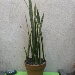 Snake Plant/Lengua De Suegra 