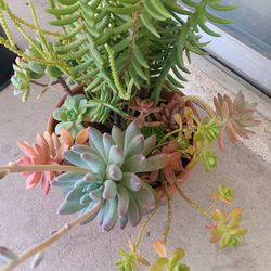 Succulent Plants 