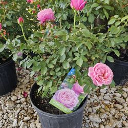CATHEDRAL BELLS ROSE PLANTS ARRIVE, BEAUTIFUL AND HEALTHY. $23 EACH