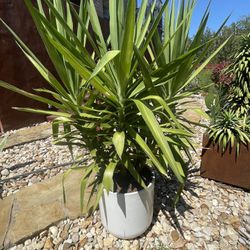 Yucca Gloriosa Green  Plant Succulent Tree Pair Of Two In 20 Inch White Planter Pot About 4 Feet Tall Set Of Two