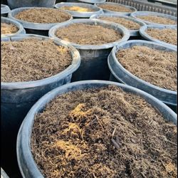 Organic Soil  10 Dollars  For  Bags 