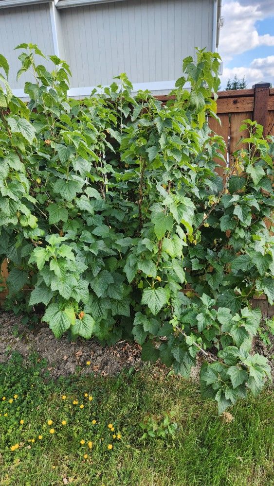 Black Currant( Смородина)