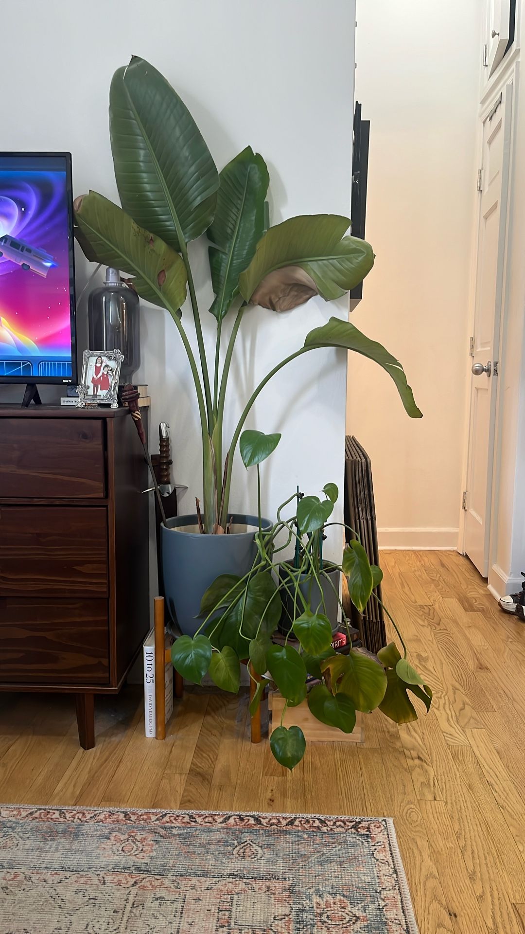 House Plants: Monstera & Bird Of Paradise