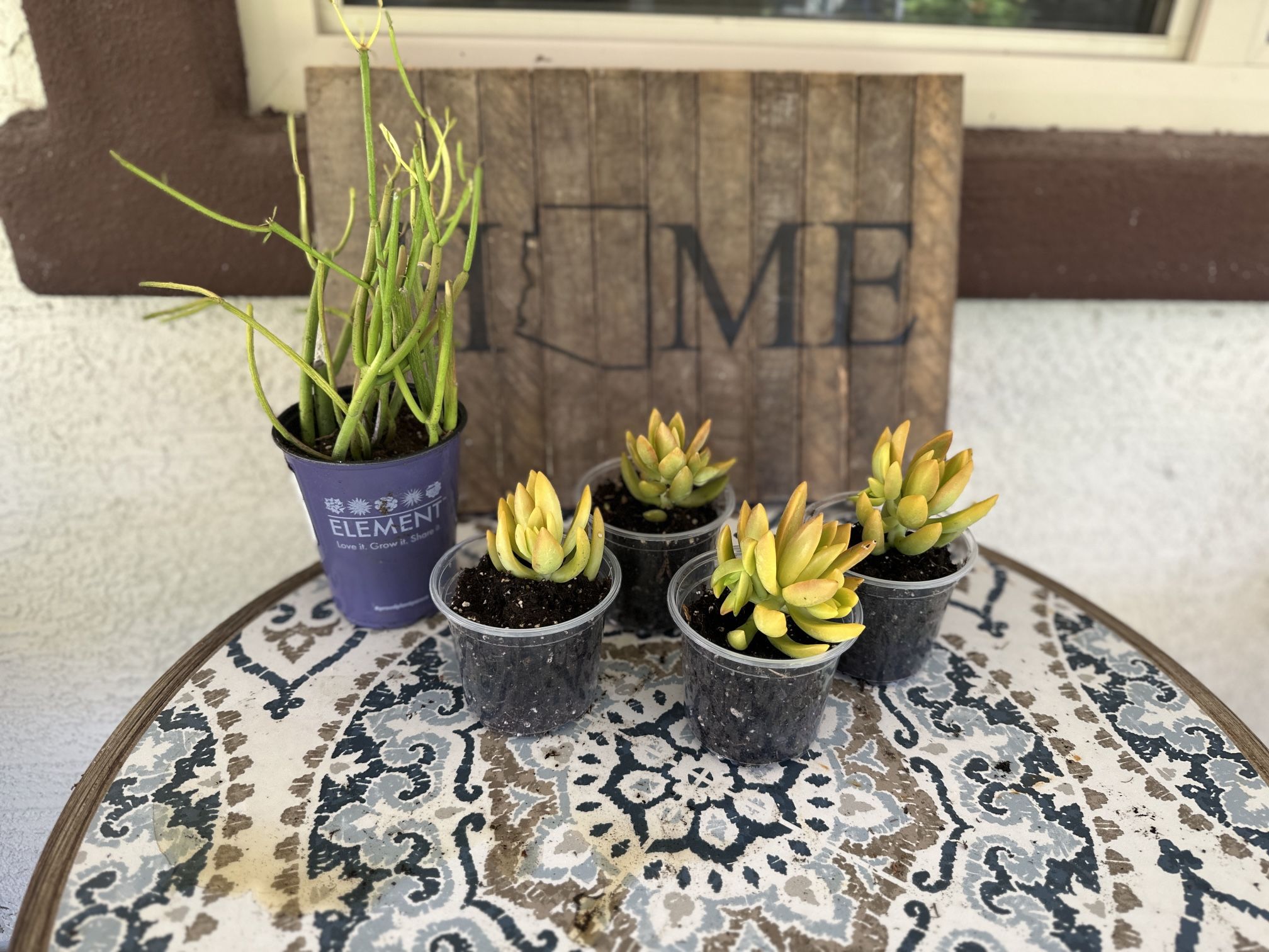 Succulent Singles
