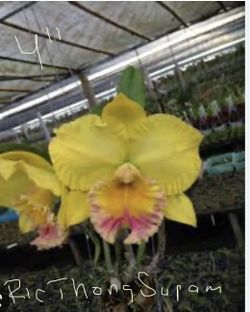 Cattleyas Orchids