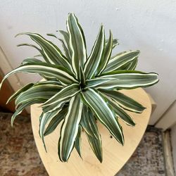 Dracaena