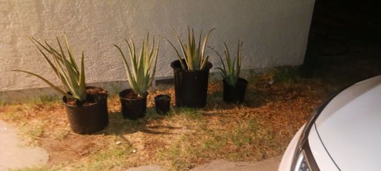Cactus Aloe Vera Lot of 4