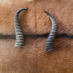 2 Large African Exotic Springbok Horns