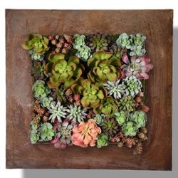New Succulent Wall Box 