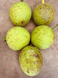 Breadfruit / Ulu