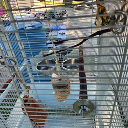Bird Cage
