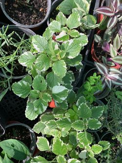 Variegated creeping charlie plant in 4 in pot