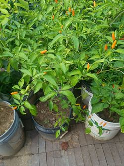 Chiles serrano jalapeño chiles pikin chilpeper cola de ratón gran variedad de plantas