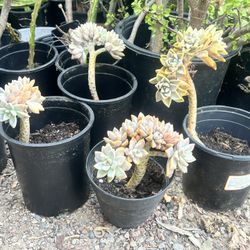  Crested Ghost Succulents 