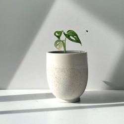 Monstera Adansonii Wide Leaf Plant/ Swiss Cheese Monstera Plant/ House Plant/ Indoor Plant  Flower Patio Garden 