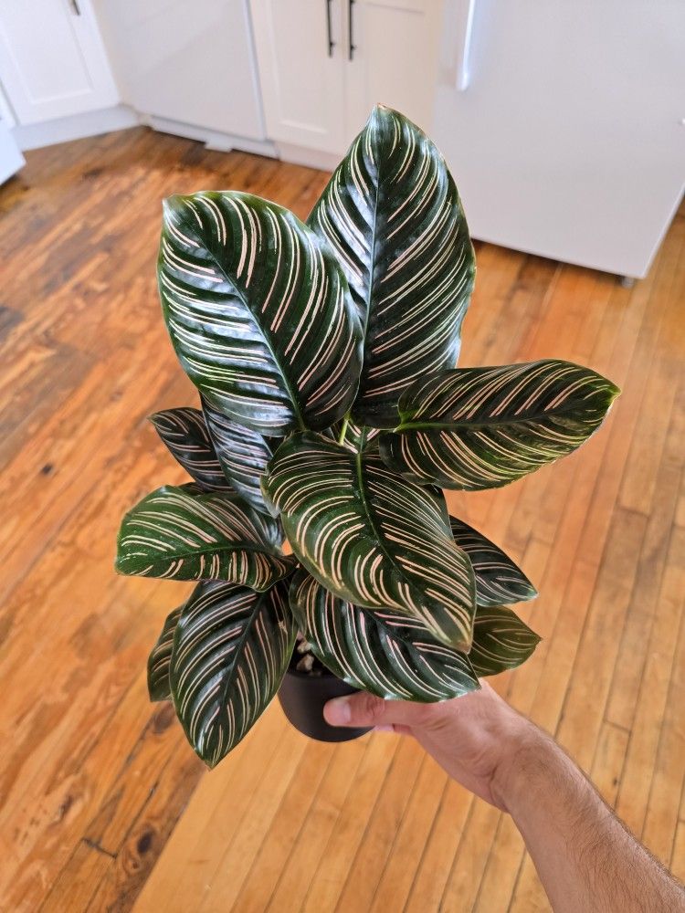 Calathea Ornata 4"