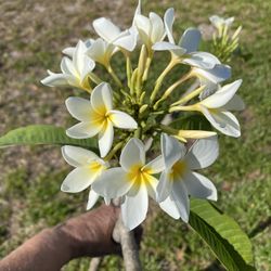 This, white Plumeria / Frangipani Tree No Pot See All Pictures of #32