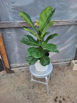 Fiddle Leaf Plant 2.5' 3.5' 10" Nursery Pot