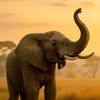 🌞🌴🐘 79936 🐘🌴🌞