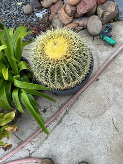 Golden Barrel Cactus