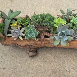 Mother's Day Succulents Arrangements 