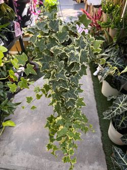 Plants (6”pot🌿English Ivy )