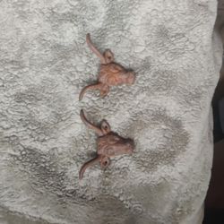 Wall Hook Long horm Steer Head X6 