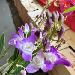 Dendrobium Kingianium  Fragrant Orchid Lan Út Thơm