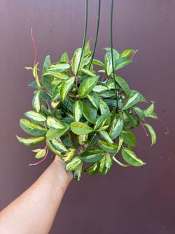 6” hoya princess