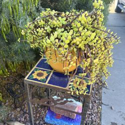 Succulent plant “elephant foot jade” in yellow planter pot