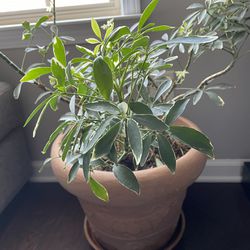 Large Live Green House Plant