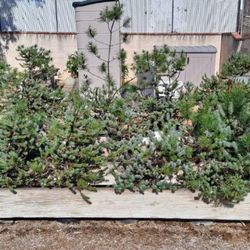 Italian Stone Pine Trees-Qty 17