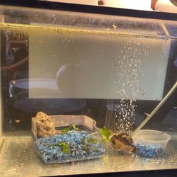 Tank Guppy