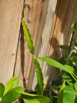 Drangon Fruit Plant