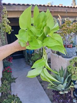 N E O  N. Pothos Plant $15