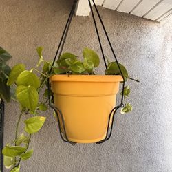 Plant Manjula Pothos