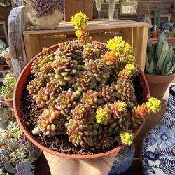 Sedum Little Gem 6”