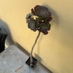 Purple Aeonium Succulent