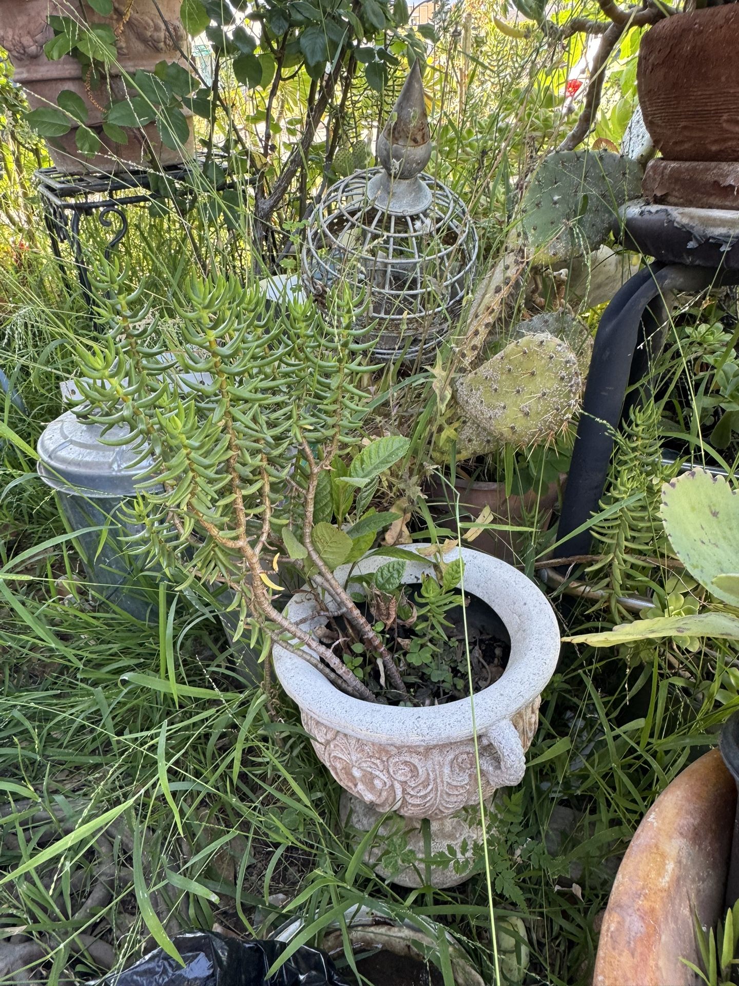 Succulent