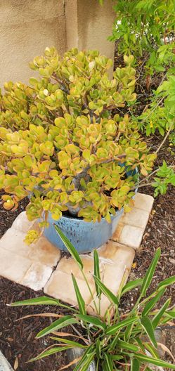 Majestic "Golden Jade" Plant - 3' High.