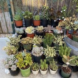 Various Succulents
