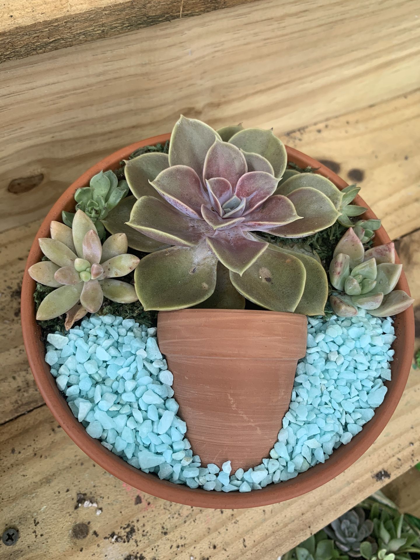 Succulents arrangement
