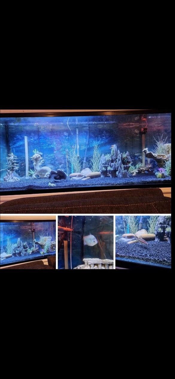 Fish Tank / Commercial Size 